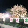 広島花のまわりみち満開！夜桜お染ｄｖｄ的な世界？スポーツ疲れを癒せるで～！