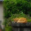 広島の緊急事態宣言解除！個人的には早いと思うが？『経済立て直し』を急務？今の希望はアレです！